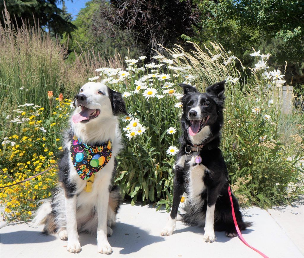 champion of my heart border collies in front of daisies