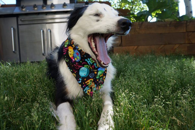 Happy 3rd Birthday, Tori