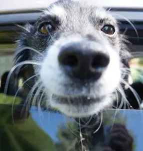 close up of dog's face with cute gray highlights