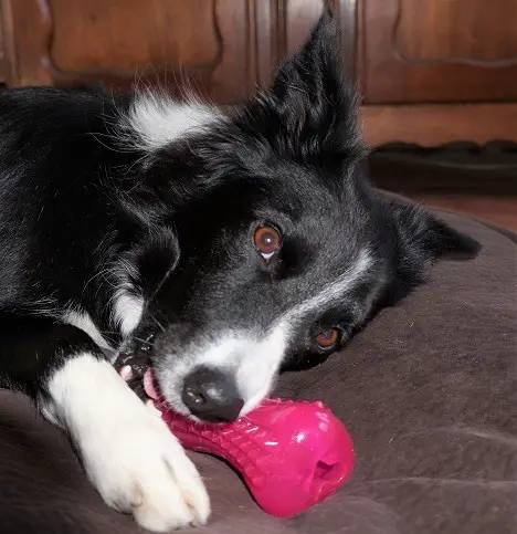 b/w border collie playing with yumz toy