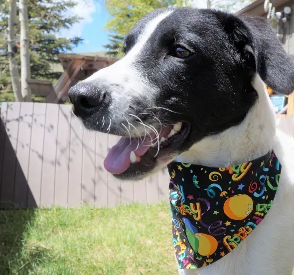 foster puppy in birthday bandana
