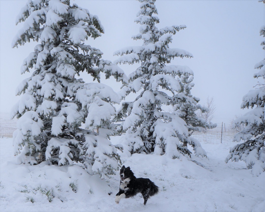 border collie running through snowy landscape
