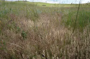 foxtails in the wild of Colorado