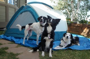 3 dogs in front of camping tent - Champion of My Heart
