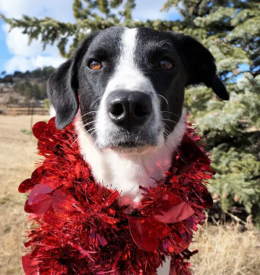 black and white dog with red hearts garland around his neck - Mr. Stix Champion of My Heart