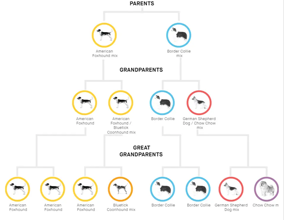 dog dna test results mr stix family tree