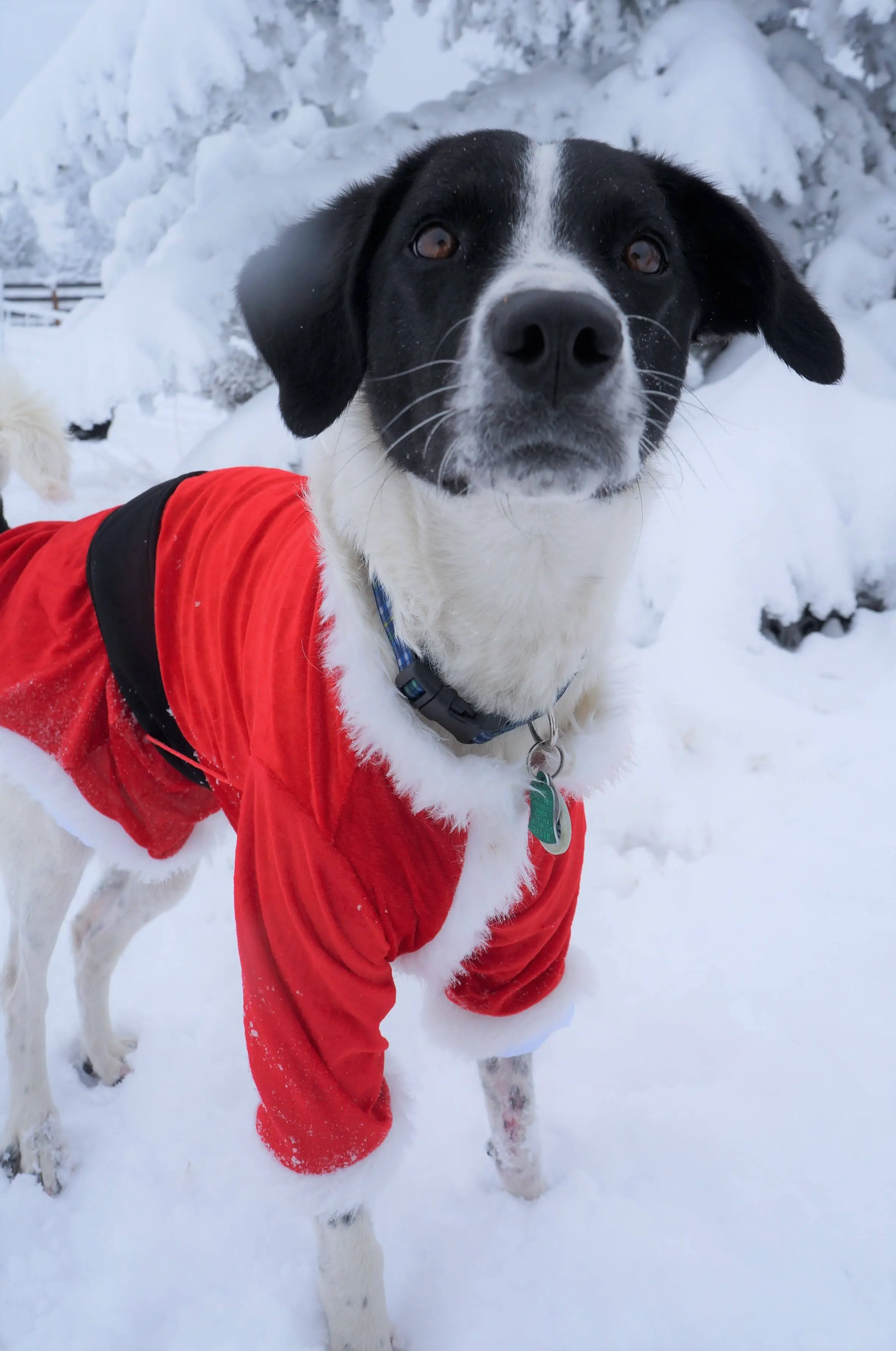 dog dressed as Santa - champion of my heart