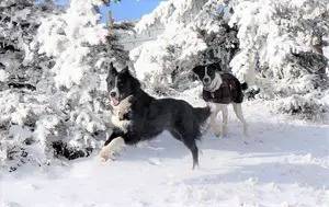 champion of my heart - dogs running in the snow