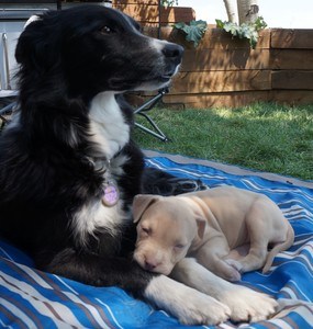 border collie and foster puppy