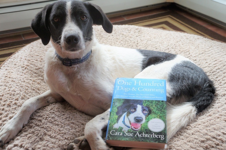 black and white dog with book called one hundred dogs and counting