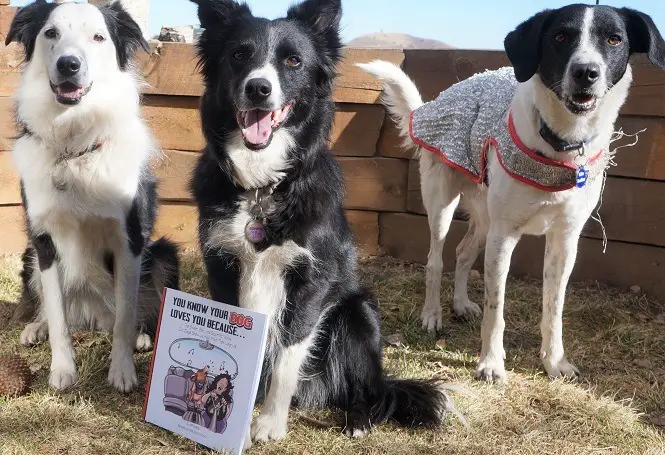 book review you know your dog loves you because photo of the 3 pups posing with the book