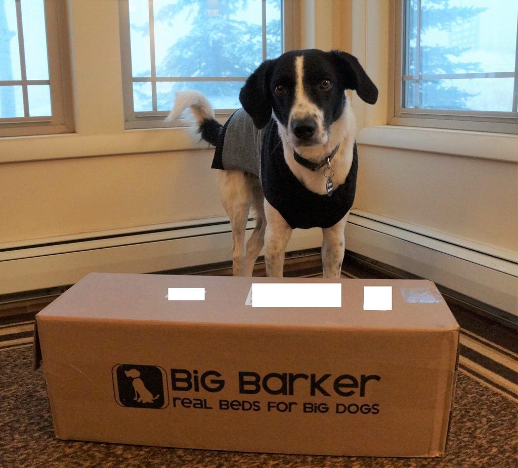 big barker dog bed review featuring Mr Stix from champion of my heart
