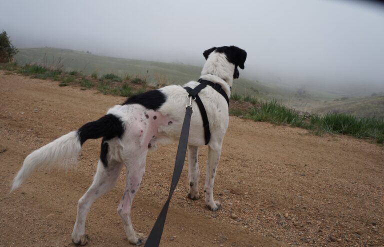 dogs with skin issues