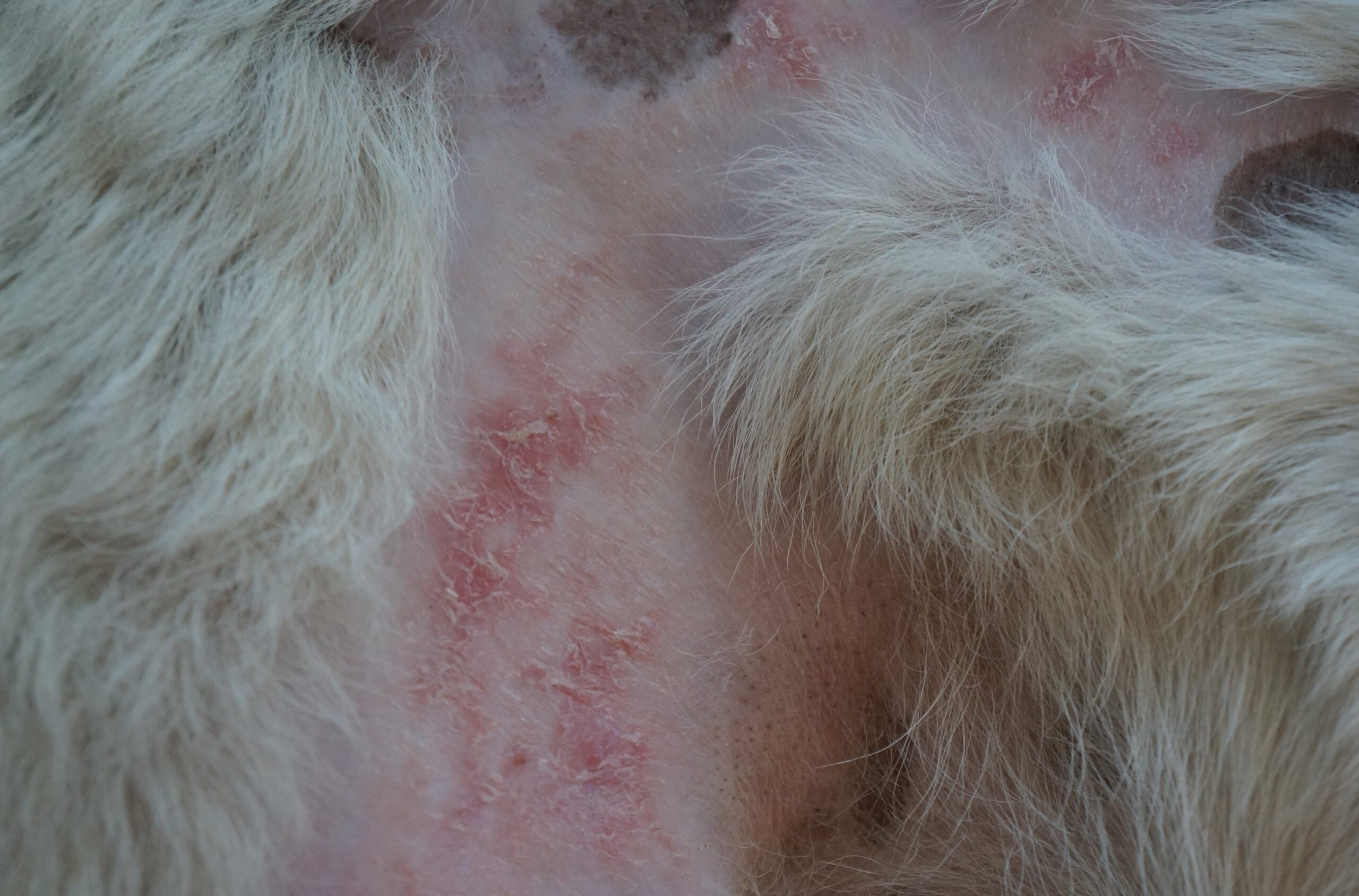 dogs with skin issues - pink skin with red / peeling areas
