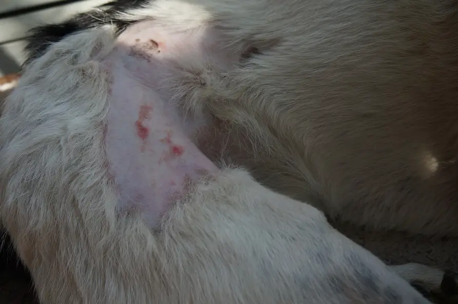 dogs with skin problems -- another image of pink skin with red areas