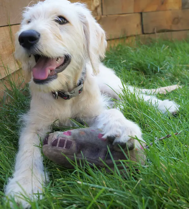 cream-colored puppy with a wirey coat, with a dirty soft toy under one paw as she lays in the green grass. 