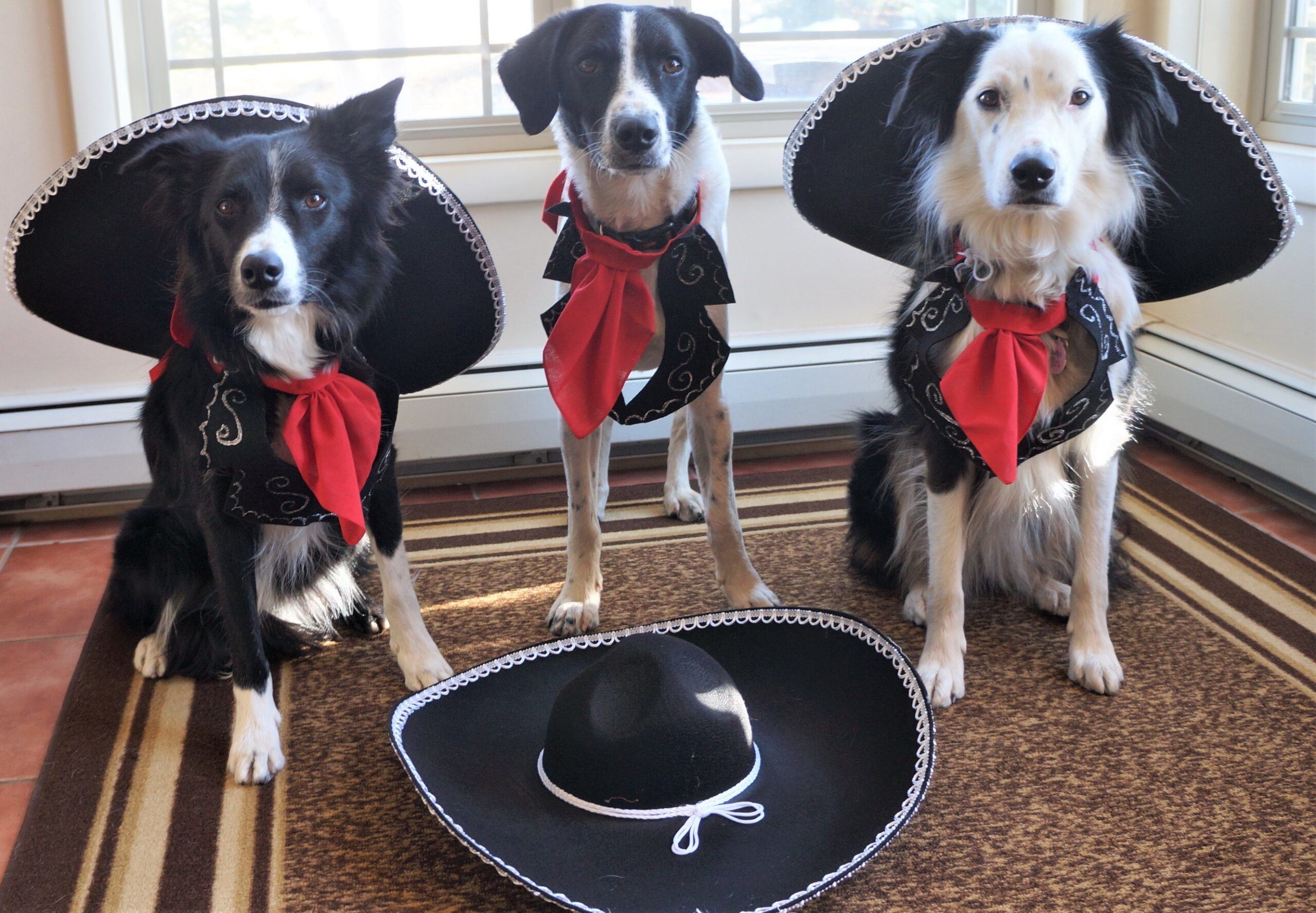 3 black and white dogs dressed as 3 amigos, dog in the middle is not wearing his sombrero. It's on the floor in front of him. The dogs on either side have their sombreros strapped behind their shoulders. 