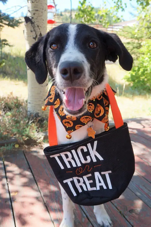 black and white hound-like dog wearing a decorative pumpkin collar ruffle thing and with a treat or treat back hanging in front of him