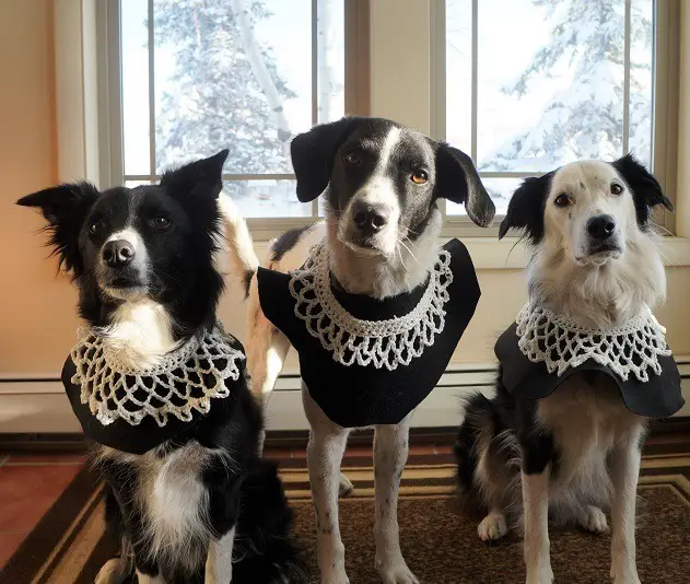 3 black and white dogs dressed as supreme court justice RBG for halloween, wearing black fabric collars covered with white hand-crocheted collars on top of the black as their dog halloween costume