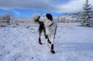 black and white dog, standing in the snow with some mountains and snowy pine trees behind her, one boot is missing on a front leg