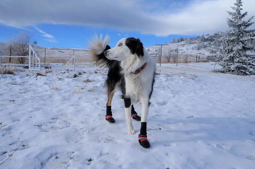 black and white dog, standing in the snow with some mountains and snowy pine trees behind her, one boot is missing on a front leg
