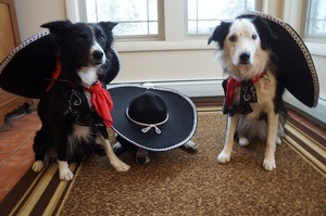 3 black and white dogs dressed as 3 amigos, dog in the middle is hiding on the floor underneath a sombrero that he does not want to wear. The dogs on either side have their sombreros strapped behind their shoulders.