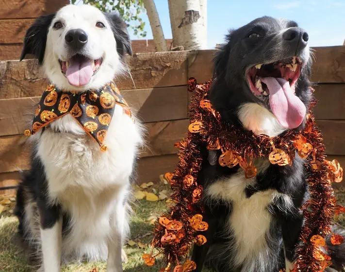 2 border collies, one wearing a black/orange collar ruffle thing with pumpkin designs on it. The other wearing a sparkly pumpkin garland around her neck. Both are smiling. 