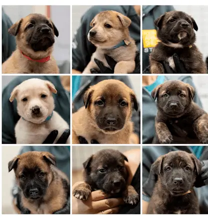 photo grid of 9 puppies, 3 in each row
