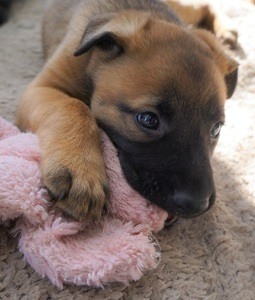 german sheperd mix puppy tilting chewing ion pink toy