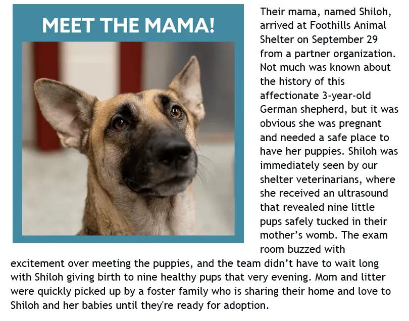 image of a german shepherd dog with some test describing how she came to the shelter and gave birth, etc. 