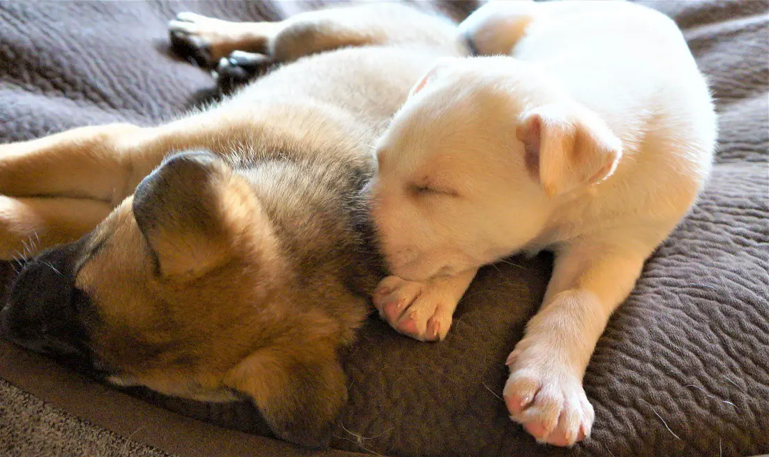 chonksgiving - puppies snuggling together, one puppy is blonde, the other is more traditional german shepherd looking