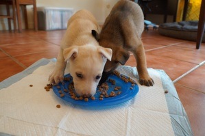 puppies eating off a blue plastic plate, one puppy is blonde, the other is more traditional german shepherd looking