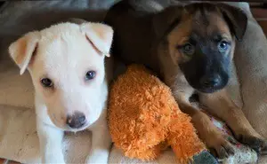 puppies under a bookcase with a toy, one puppy is blonde, the other is more traditional german shepherd looking