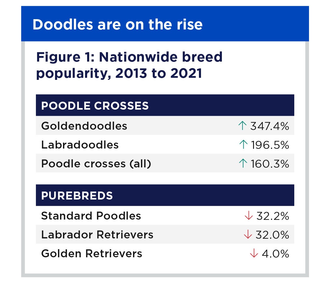 doodle data chart #1 showing the popularity of doodles and parent breeds