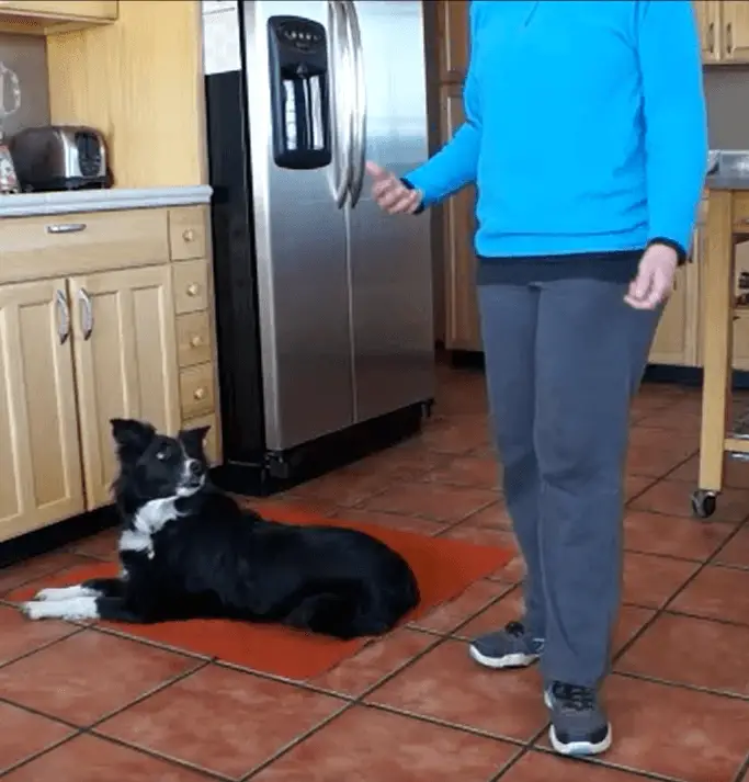canine relaxation protocol demo photo - b/w border collie on orange floor mat, looking at person standing next to her