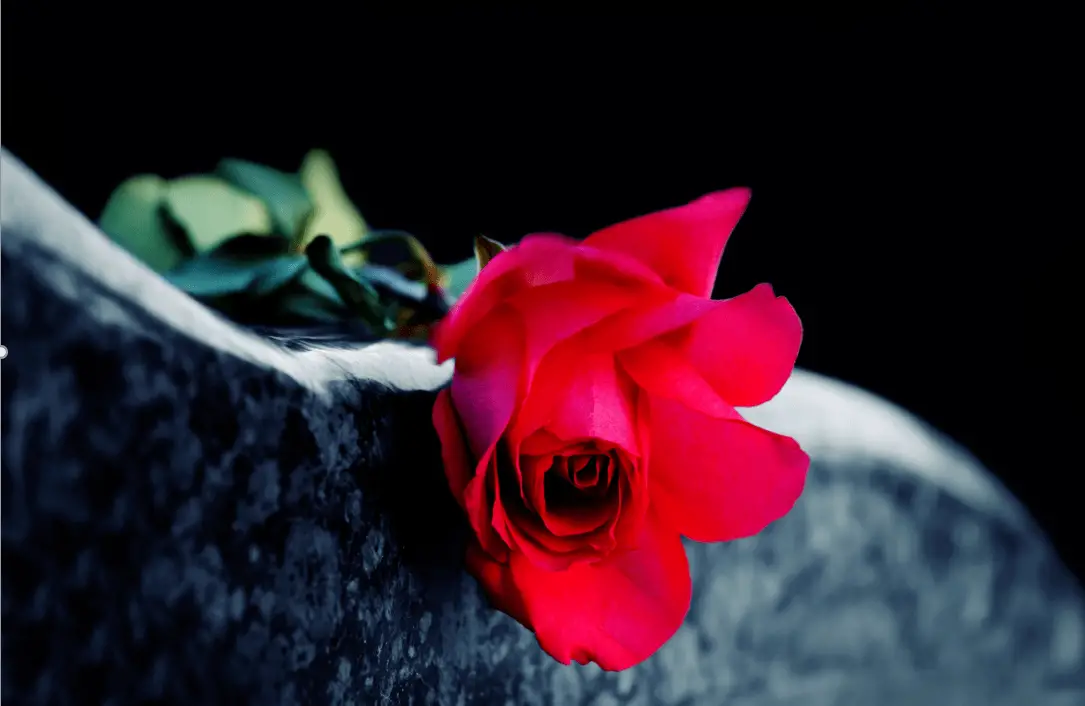 dark gray headstone with red rose on top - graphic for second dog attack post