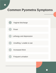 pyometra in dogs list of common symptoms