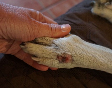 dog attack details wound