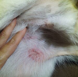 dog attack wound