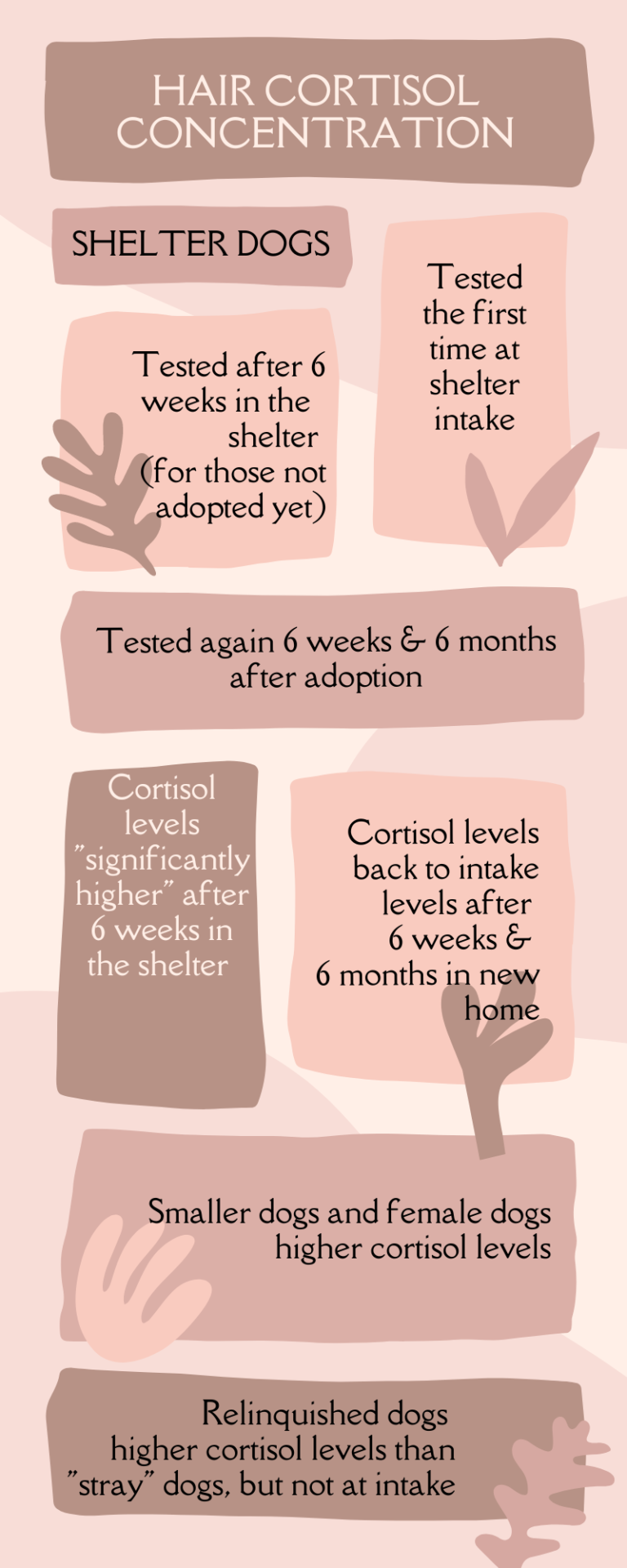 Shelter dog stress infographic
