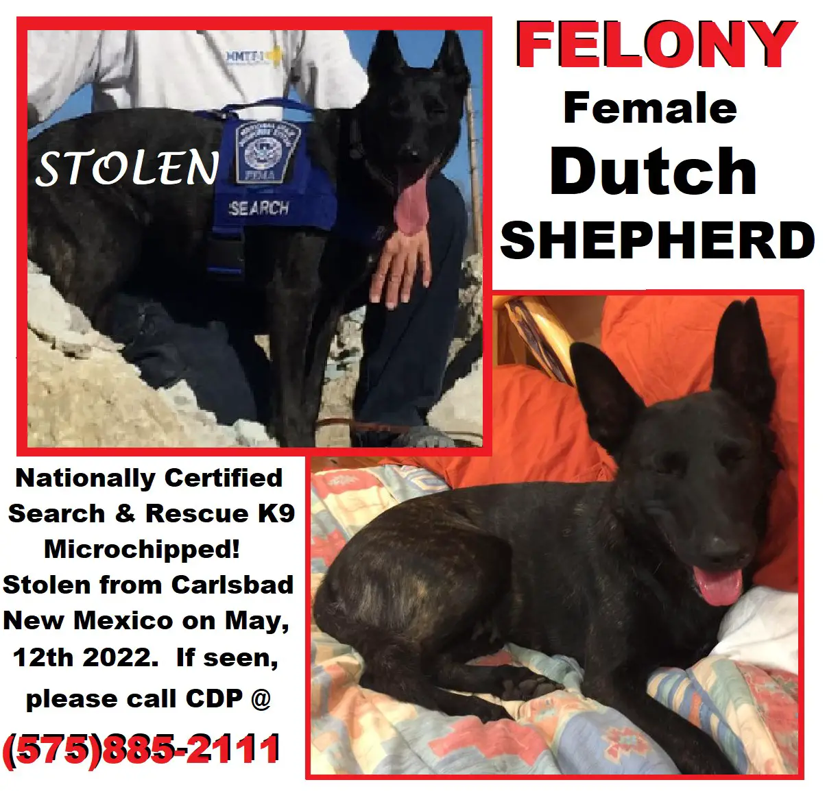 kidnapped dog named Felony (f) dutch shepherd flier image