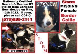 kidnapped dog named Storm (f) border collie - flier