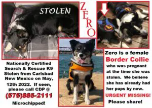 kidnapped dog named Zero (f) border collie - flier image