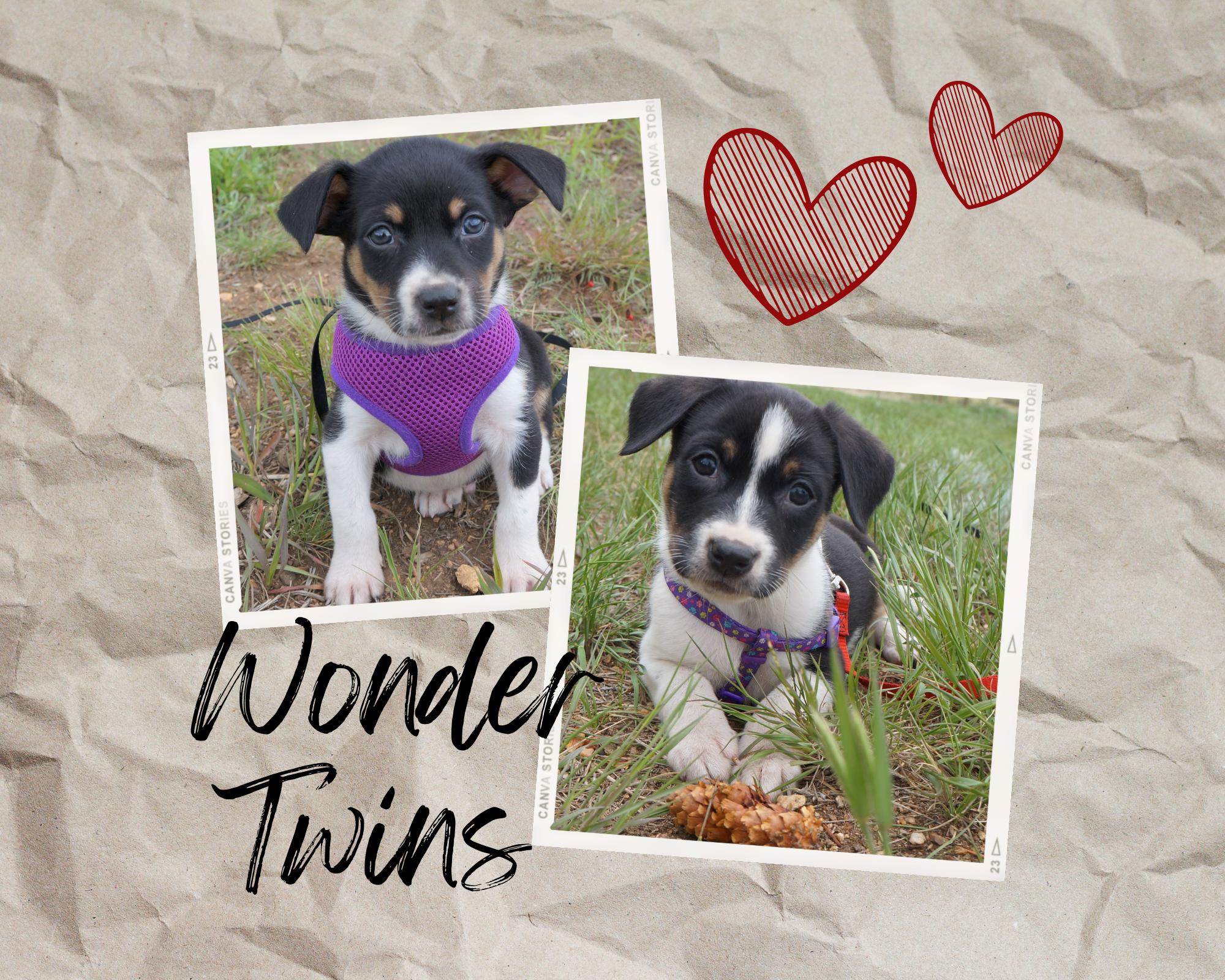 national foster a pet month example, the foster twins - photos of 2 tri-color puppies wearing purple harnesses