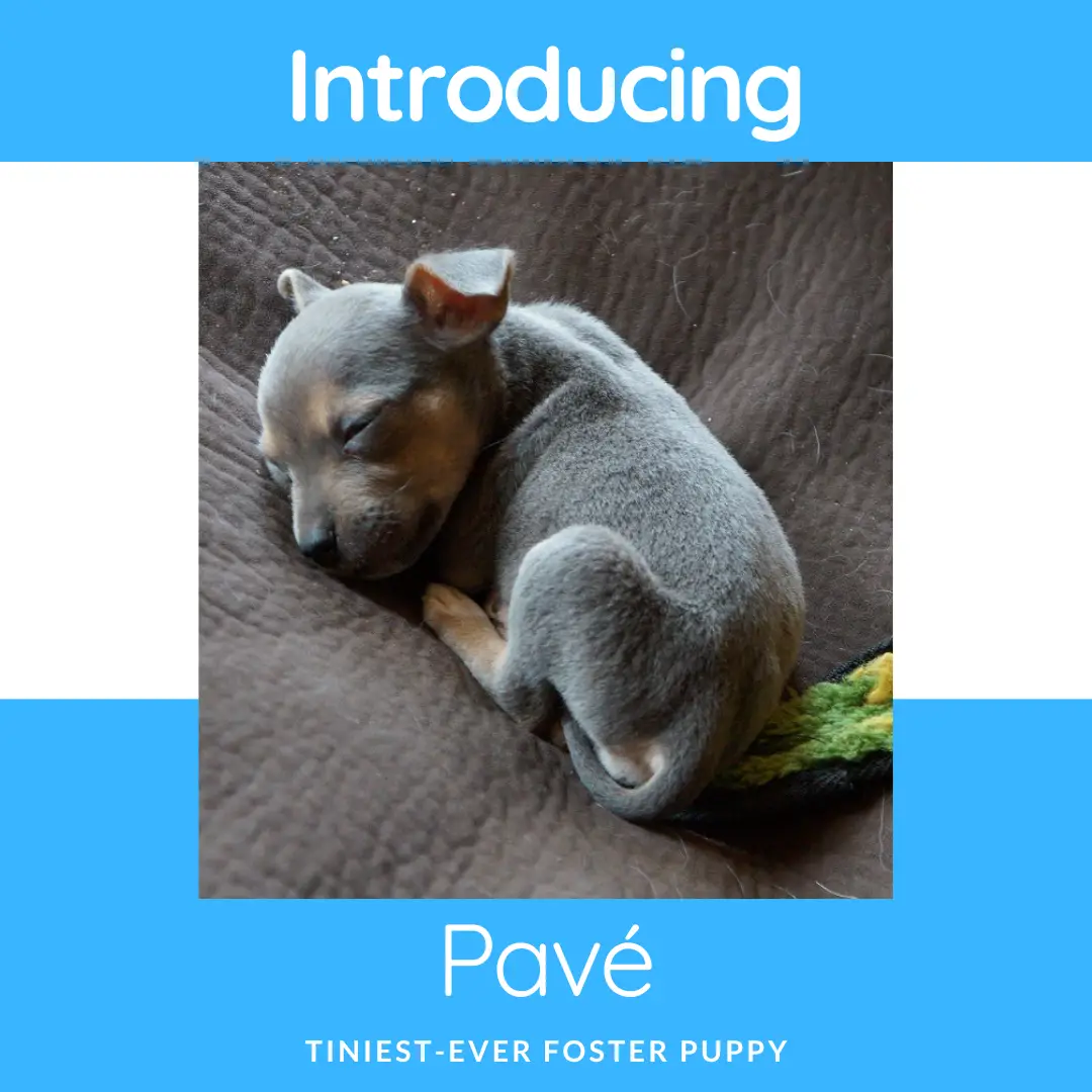 foster puppy Pavé intro photo showing how tiny he was