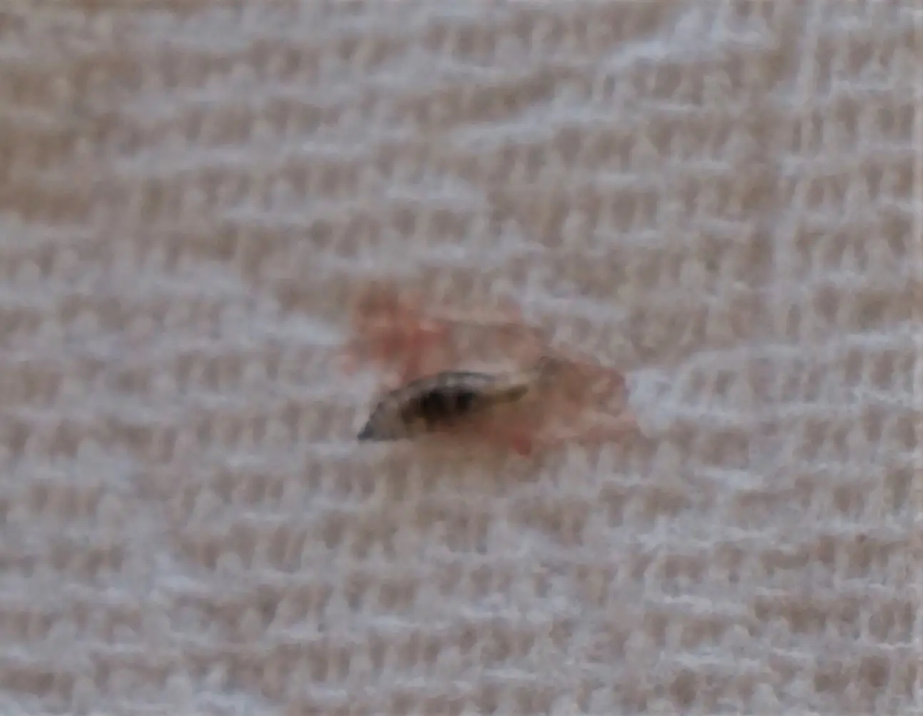 cuterebra in dogs actual little botfly larva / warble