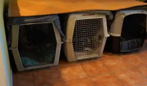 foster puppy set up - photo of 3 plastic dog crates