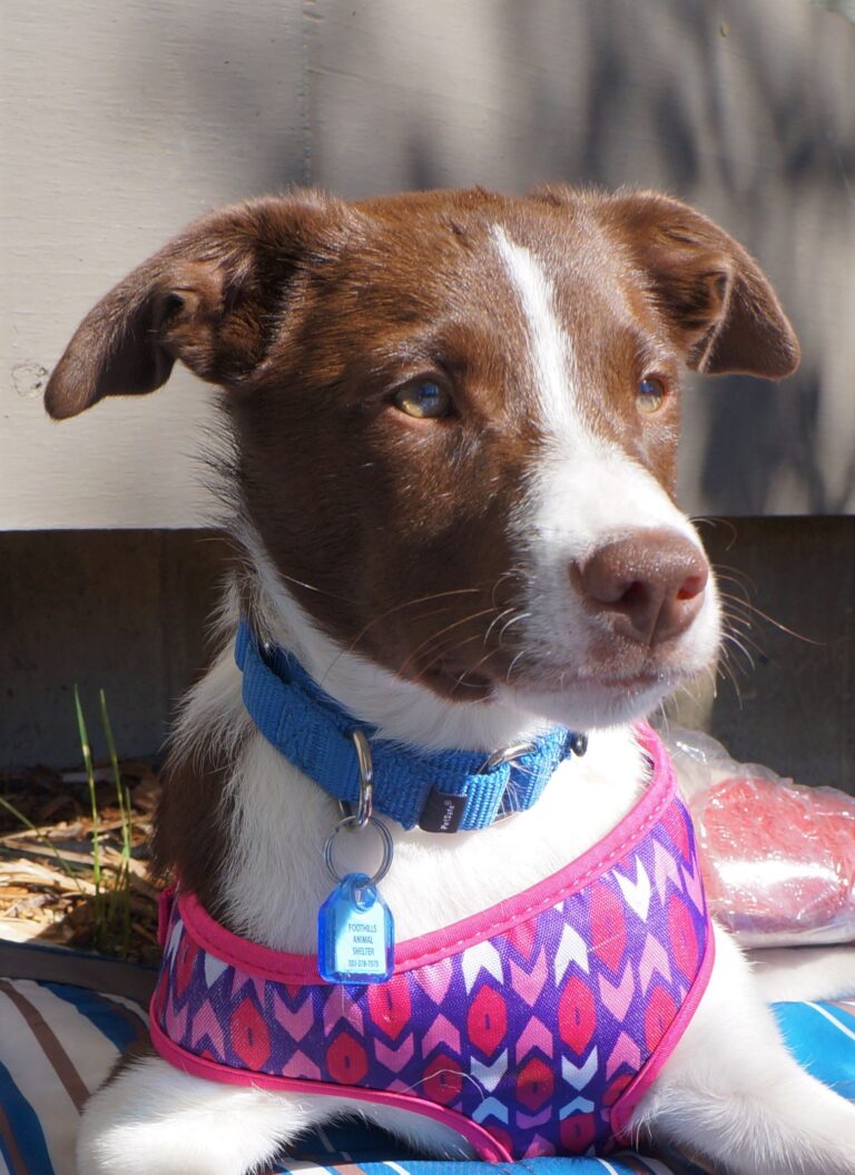 Dream - brown and white puppy in a purple harness