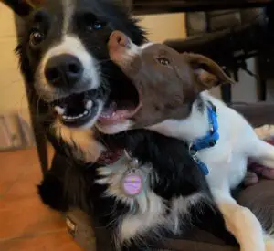 foster puppy example - puppy playing bitey face with adult dog