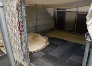 foster puppy set up - photo of dog chain link kennel draped with blankets